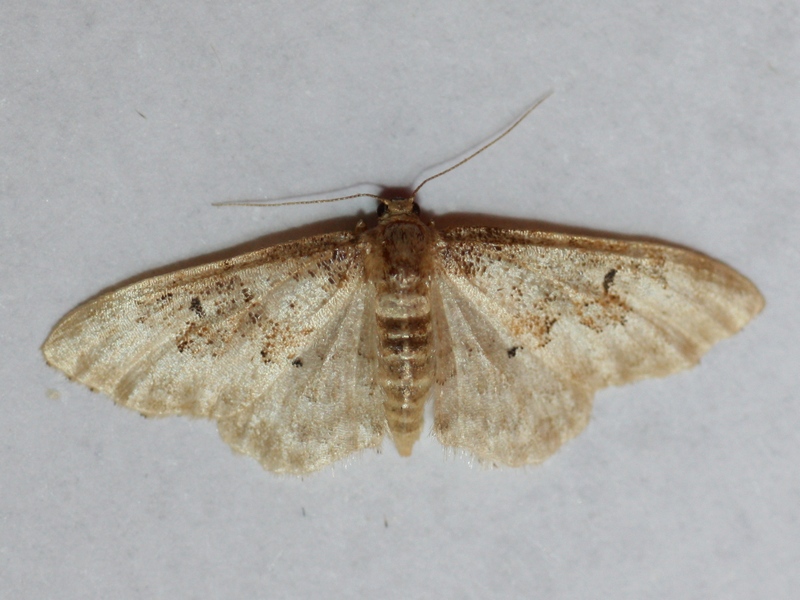 Idaea...? Idaea rusticata, Geometridae